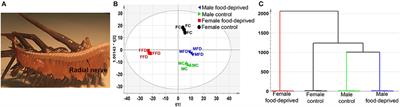 Differences in Small Molecule Neurotransmitter Profiles From the Crown-of-Thorns Seastar Radial Nerve Revealed Between Sexes and Following Food-Deprivation